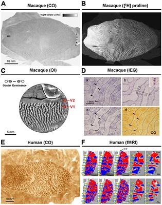 Development of ocular dominance columns across rodents and other species: revisiting the concept of critical period plasticity